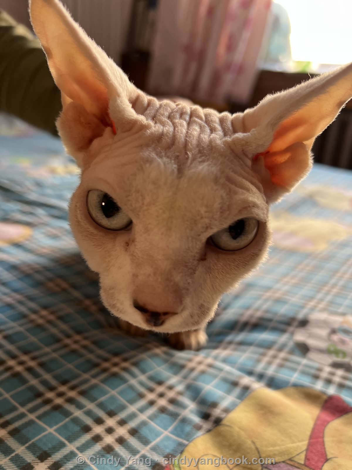 Sphynx cat photograph — Lightborn sample, before