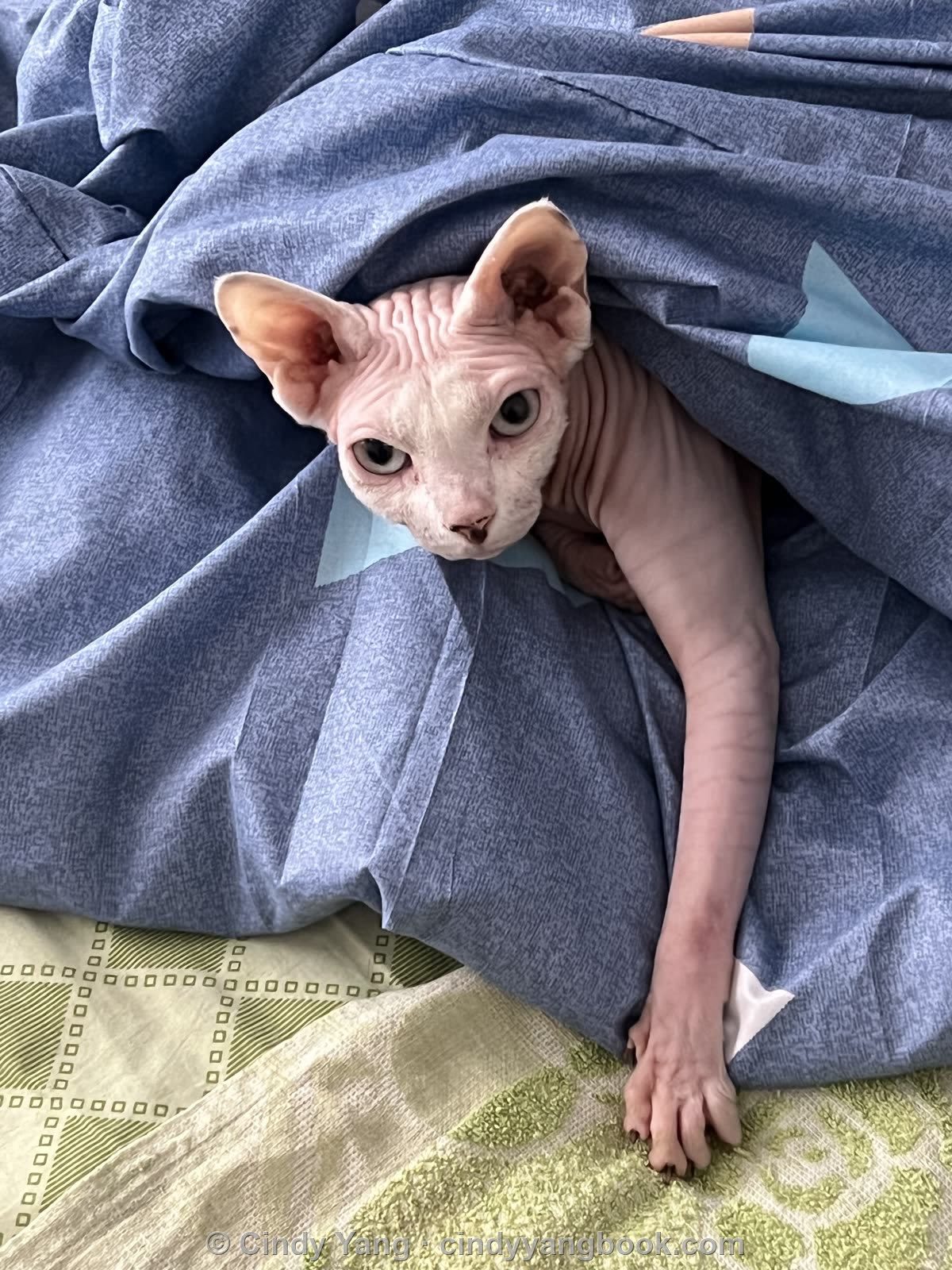 Sphynx cat photograph — Lightborn sample, before