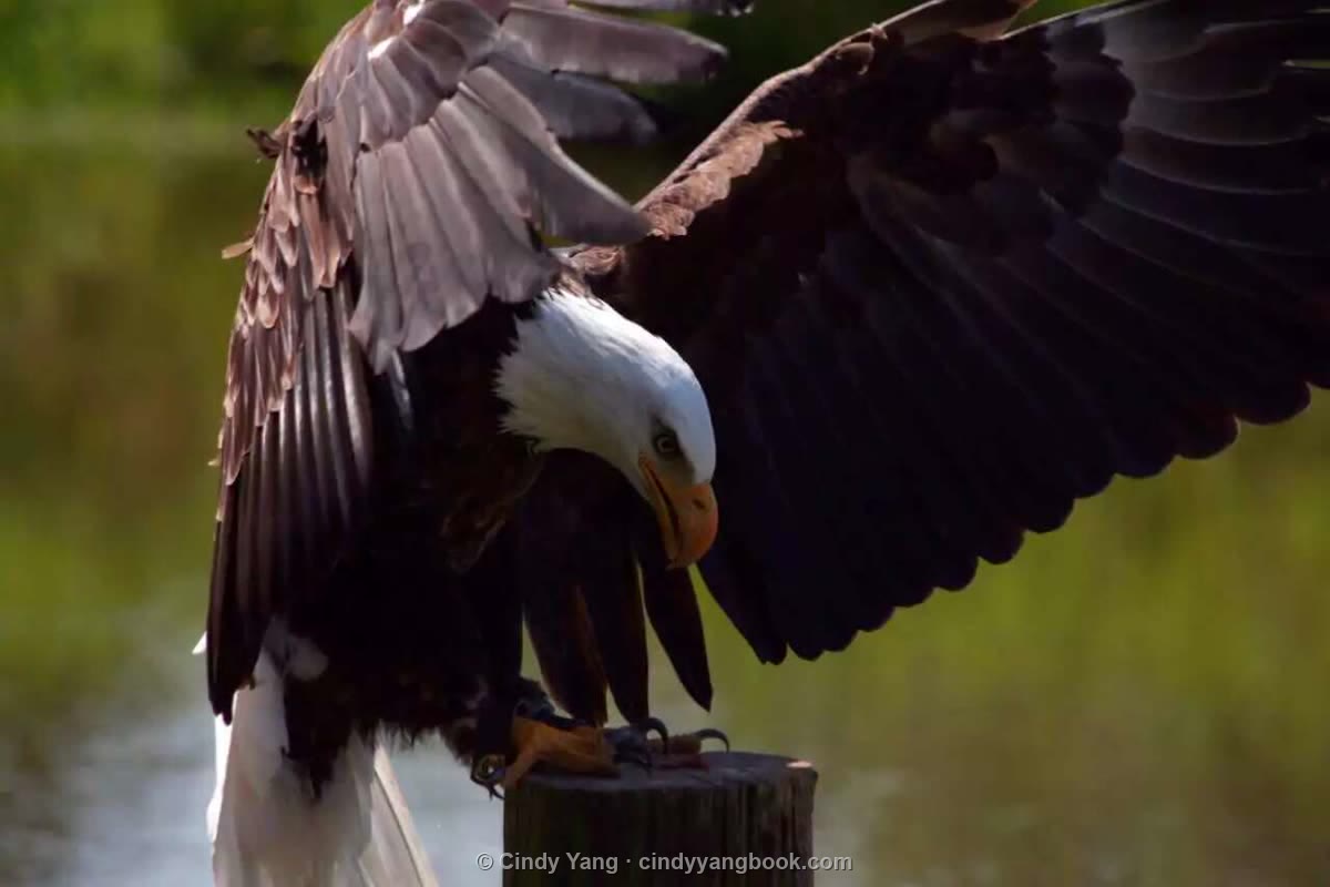 Bald eagle landing, Canada