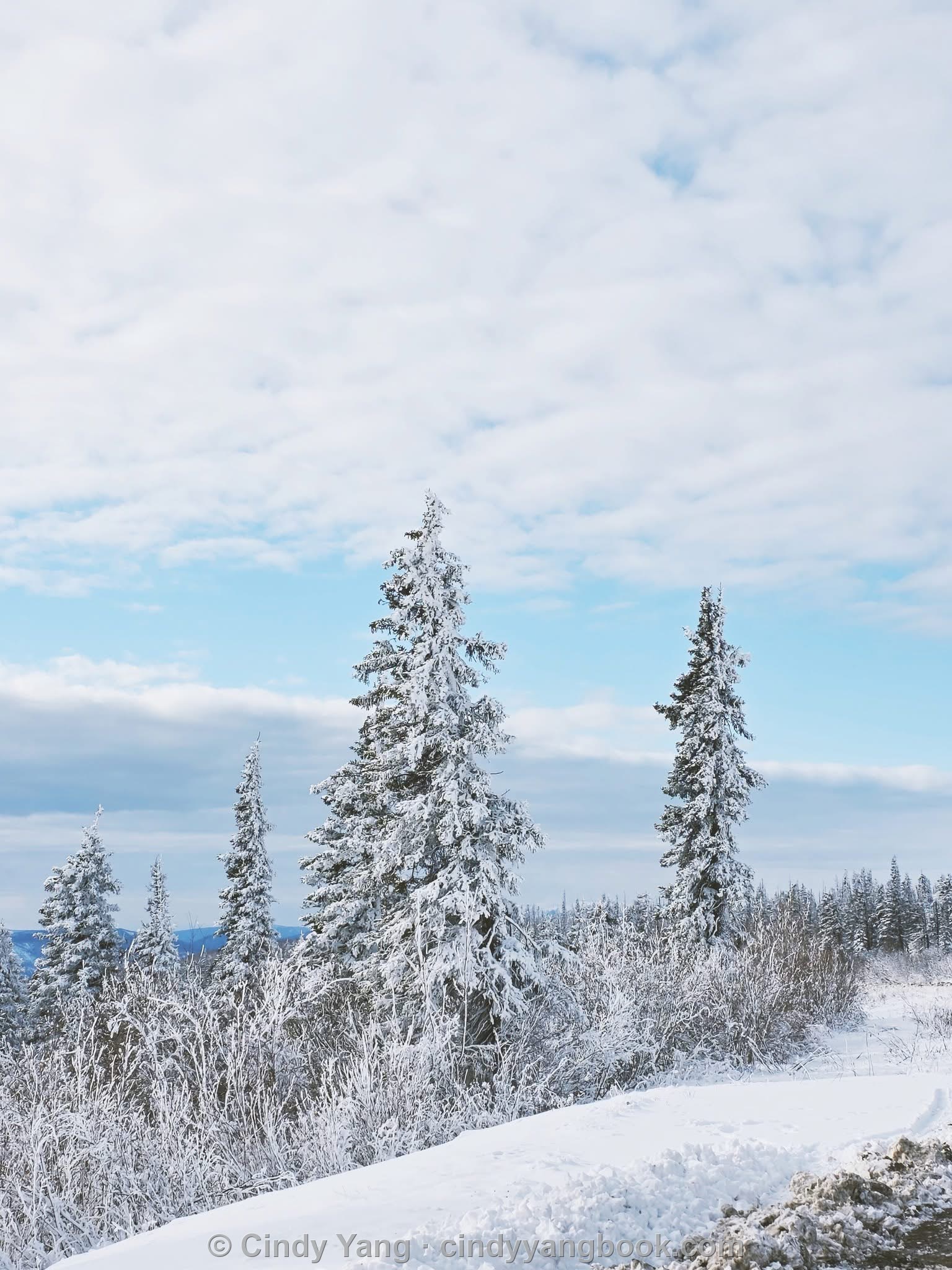 Snow forest, Alaska
